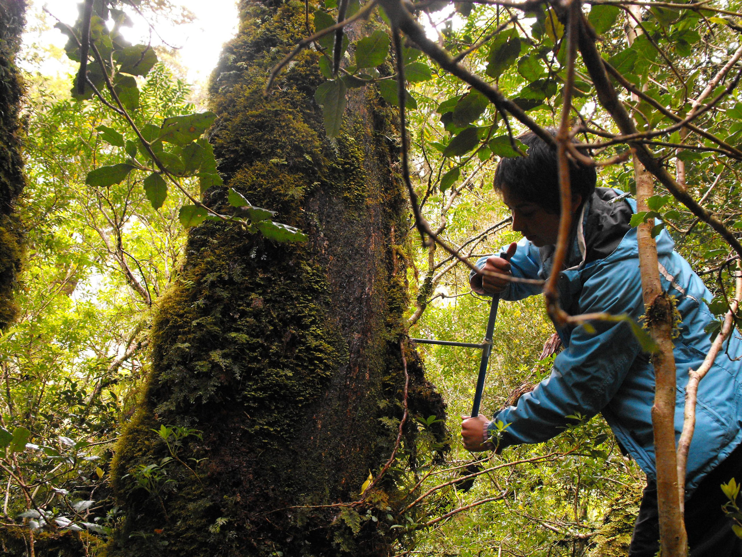 dendroarqueologia en terreno