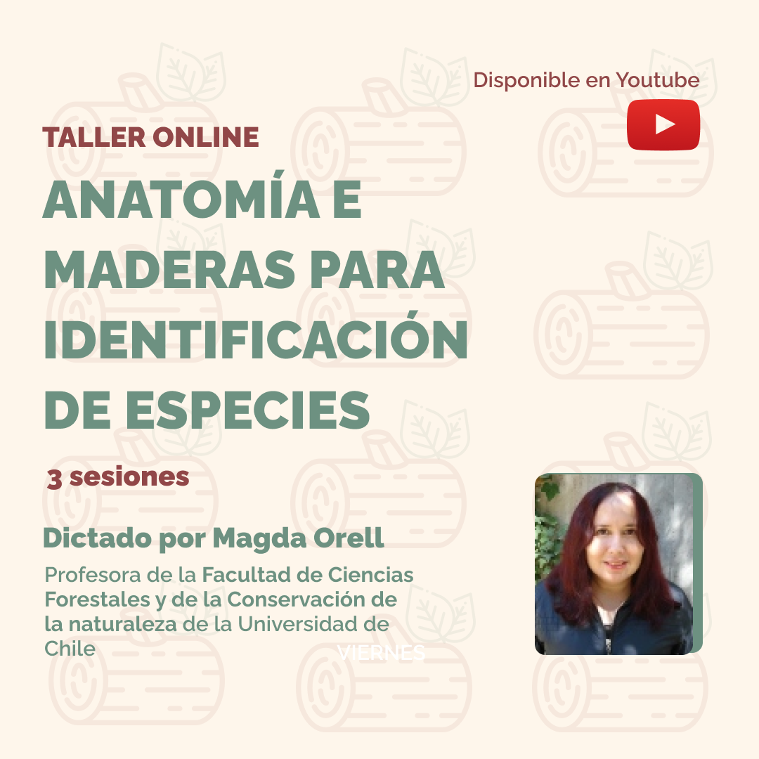 Taller online de maderas para la identificación de especies